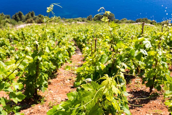 Peljesac&Ston Small-Group Food & Wine Experience from Dubrovnik - Scenic Drive Through the Peljesac Peninsula