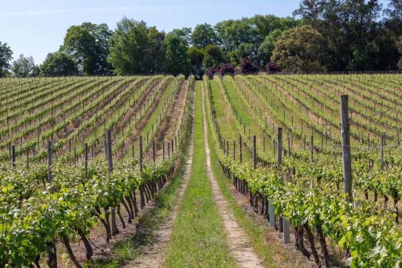 Penafiel: Wine, History and Archaeology Experience - Discover Penafiel’s Bronze Age Heritage at Monte Mozinho