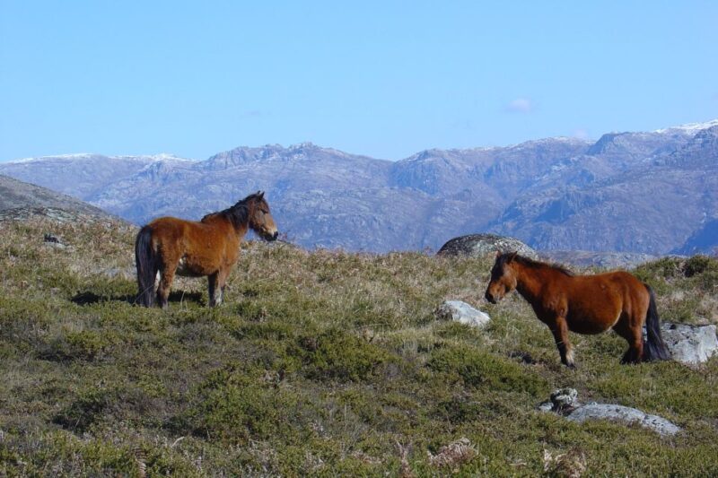 Peneda-Gerês: Full-Day Premium Tour - Key Points