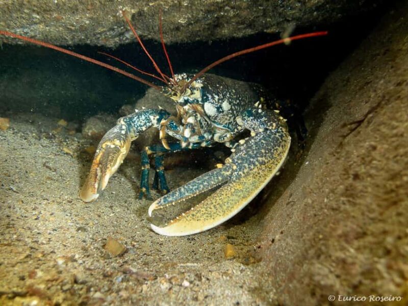 Peniche: 2 Guided Dives in the Berlenga Biosphere Reserve - Key Points