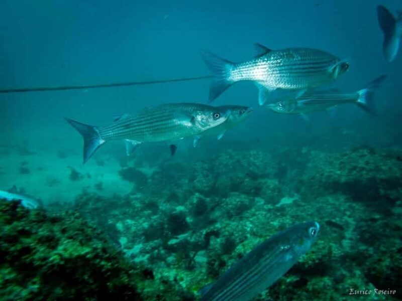 Peniche: 2 Guided Dives in the Berlenga Biosphere Reserve - Physical Requirements and Accessibility