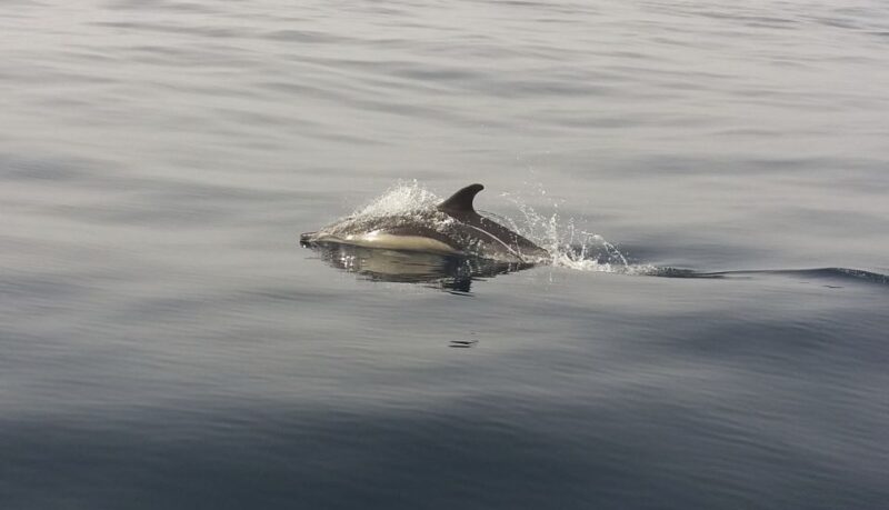 Peniche: Dolphin Route Boat Trip - Starting Point at Marina de Peniche