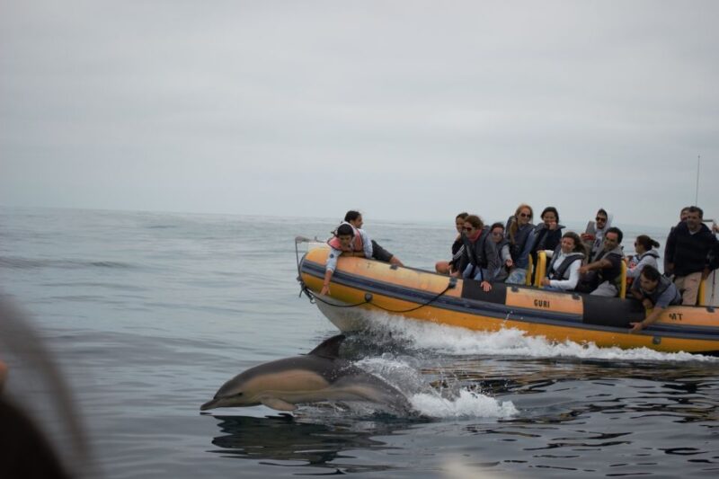 Peniche: Dolphin Route Boat Trip - Language Support and Tour Guides