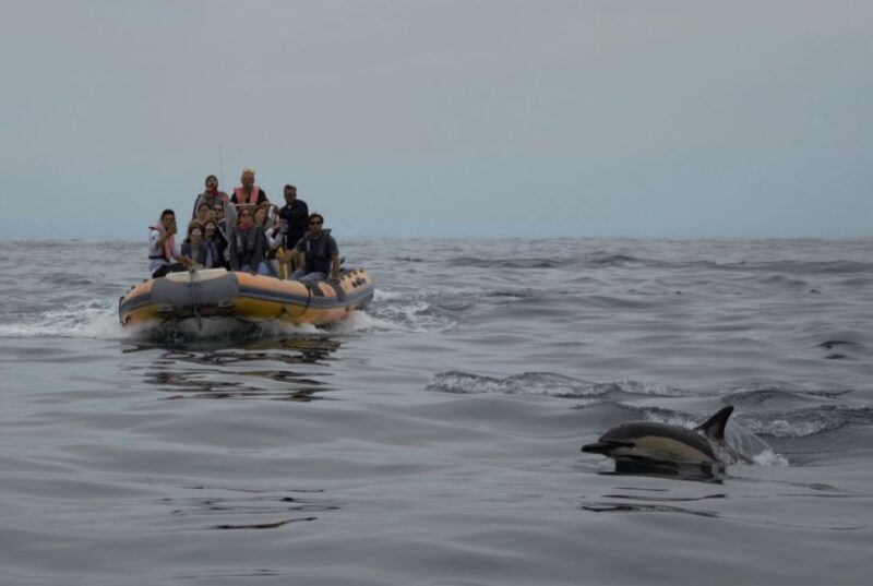 Peniche: Dolphin Route Boat Trip - Realistic Expectations on Wildlife Sightings