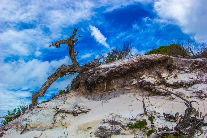 Pensacola Beach Fort Pickens Dolphin Cruise Tour - Meeting Point and Tour Schedule