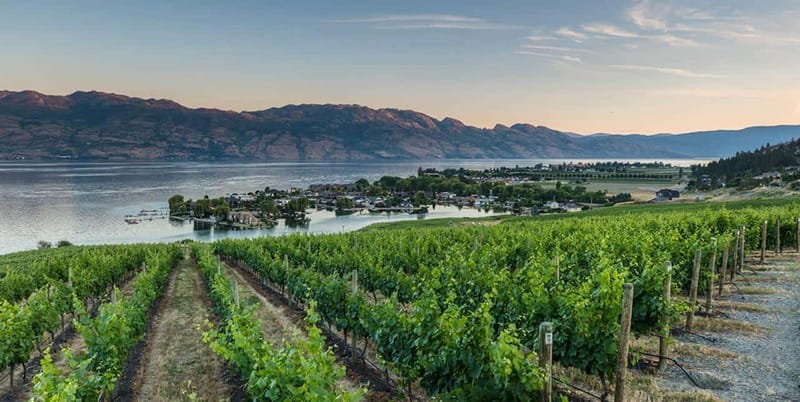 Penticton: Naramata Bench Full Day Guided Wine Tour - Wine Tasting and Lunch Options