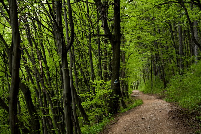 Perfect bike tour around Brasov - Perfect Bike Tour around Brasov: A Light, Scenic Adventure