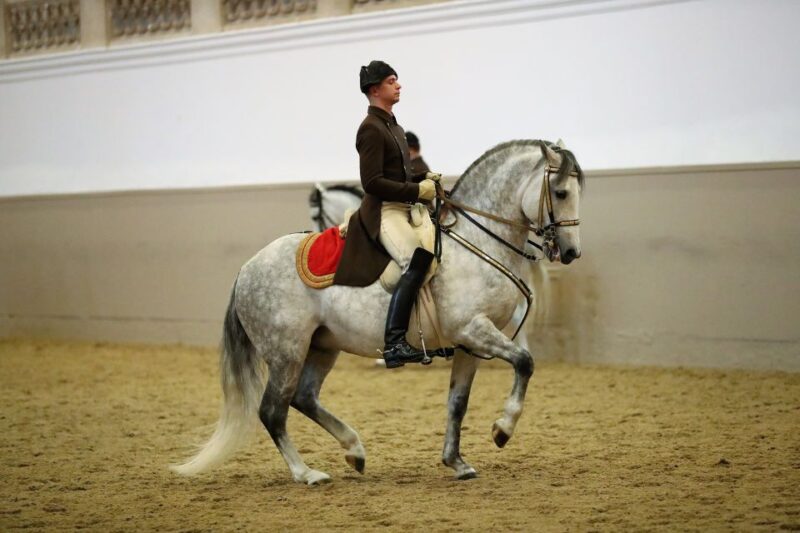 Performance Of The Lipizzans At Spanish Riding School - Key Points