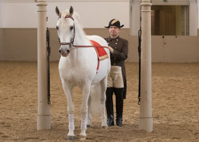 Performance Of The Lipizzans At Spanish Riding School - What Sets This Experience Apart from Other Tours