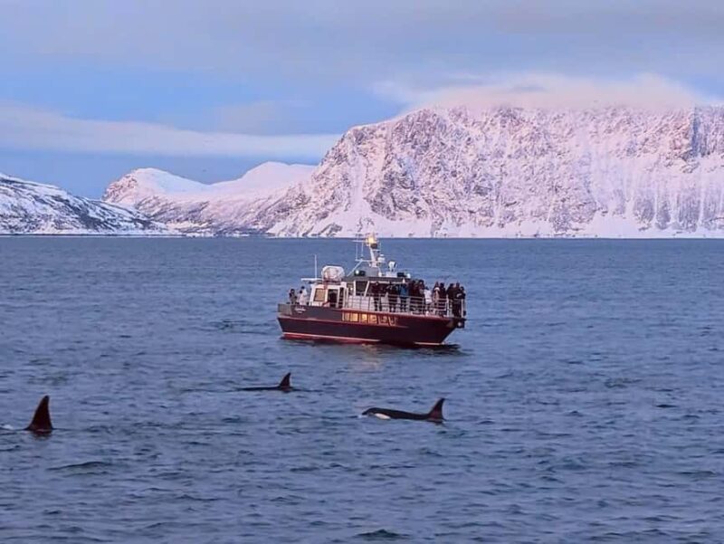 Personal Whale Watching Adventure From Tromsø - Personal Whale Watching Adventure From Tromsø: An Intimate Encounter with Northern Norway’s Marine Giants
