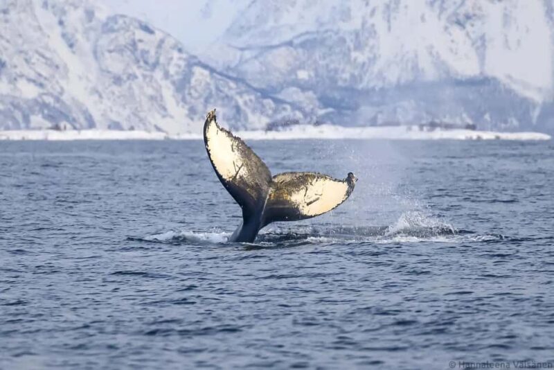 Personal Whale Watching Adventure From Tromsø - The Fast Boat Advantage and Departure Strategy