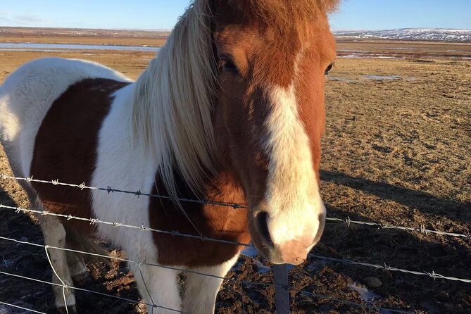 Personalised Travel Plan and itinerary for Iceland - Pricing, Booking, and Reservation Insights