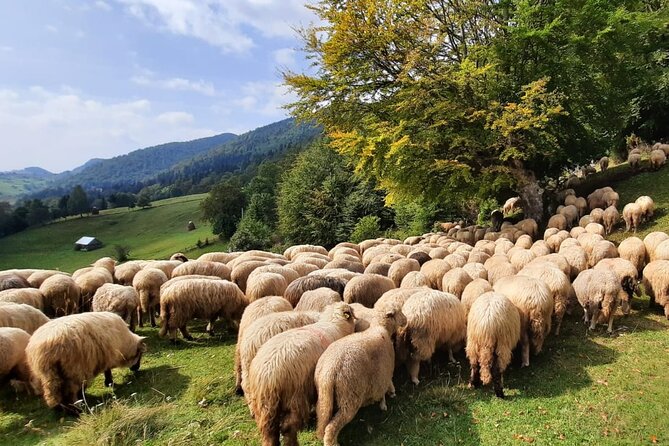 Pestera and Magura Full-Day Private Walking Tour from Brasov - Practical Tips for the Hiking Day