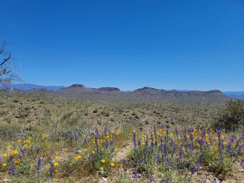 Phoenix: ATV Tour with Panoramic Views - Who Will Enjoy This Tour Most?