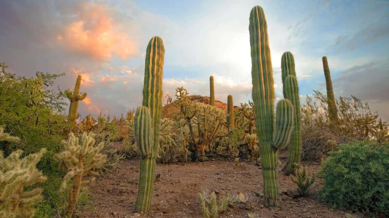 Phoenix & Scottsdale: Full Day City Highlights Tour - Key Points