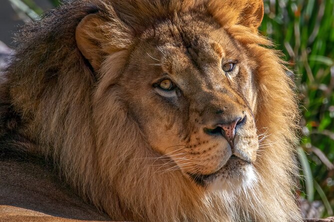 Phoenix Zoo Admission Ticket - Practical Tips for Visiting the Phoenix Zoo