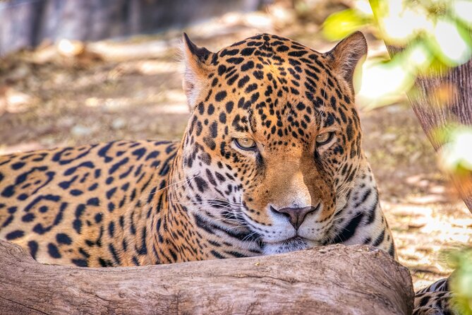 Phoenix Zoo Admission Ticket - The Value of the Prebooked Admission Ticket