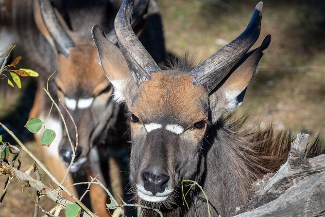 Phoenix Zoo Admission Ticket - Frequently Asked Questions