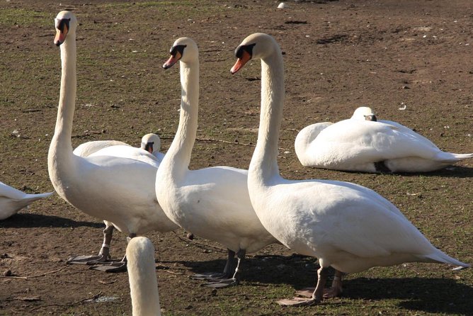 Photo Tour "Jan van Eyck" - Vismarkt and the Fish Market Heritage