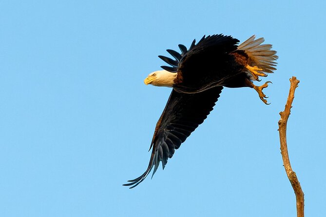 Photograph low country wildlife with a professional photographer - Personalized Guidance for All Skill Levels