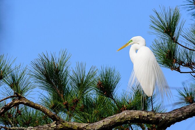 Photograph low country wildlife with a professional photographer - Essential Photography Gear to Bring