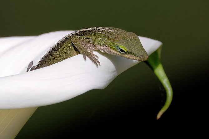 Photograph low country wildlife with a professional photographer - The Physical Nature of the Tour