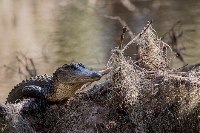 Photograph low country wildlife with a professional photographer - Weather Considerations and Prep Tips
