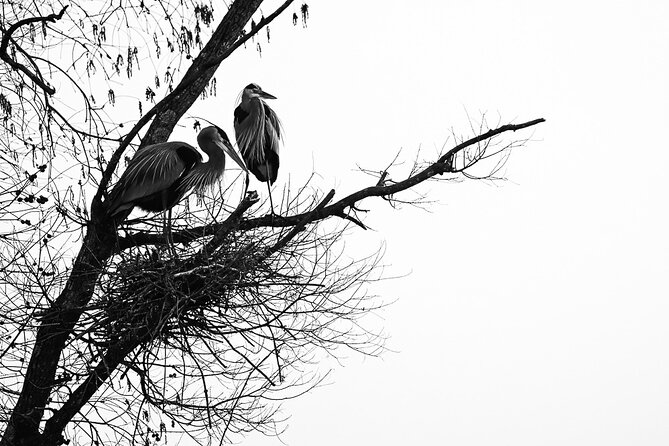 Photograph low country wildlife with a professional photographer - Value and Booking Flexibility