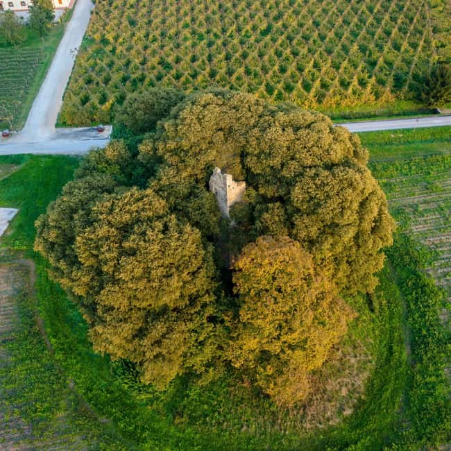 Piave: Bellussera Tour with Wine and Product Tasting - Exploring the Bellussera Vineyards in Veneto