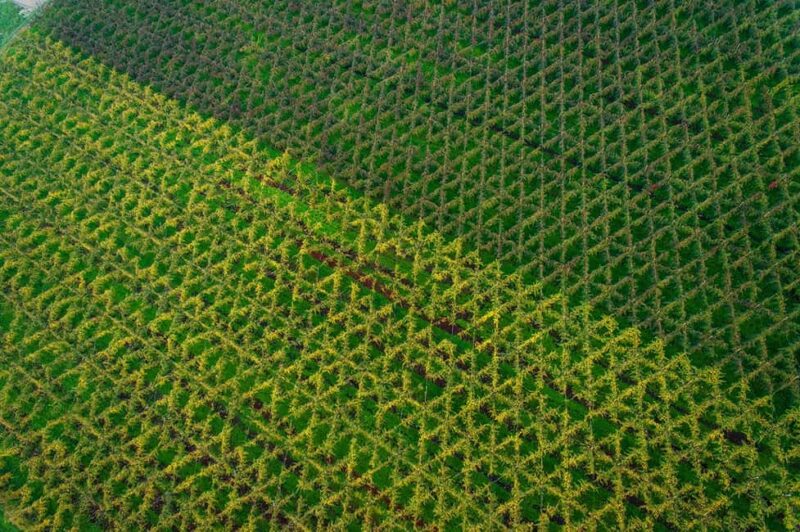 Piave: Bellussera Tour with Wine and Product Tasting - Tasting Local Wines and Products in a Veneto Winery