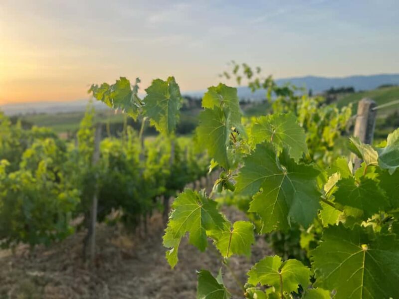 Piazzano: Wine Experience - Accessibility and Considerations