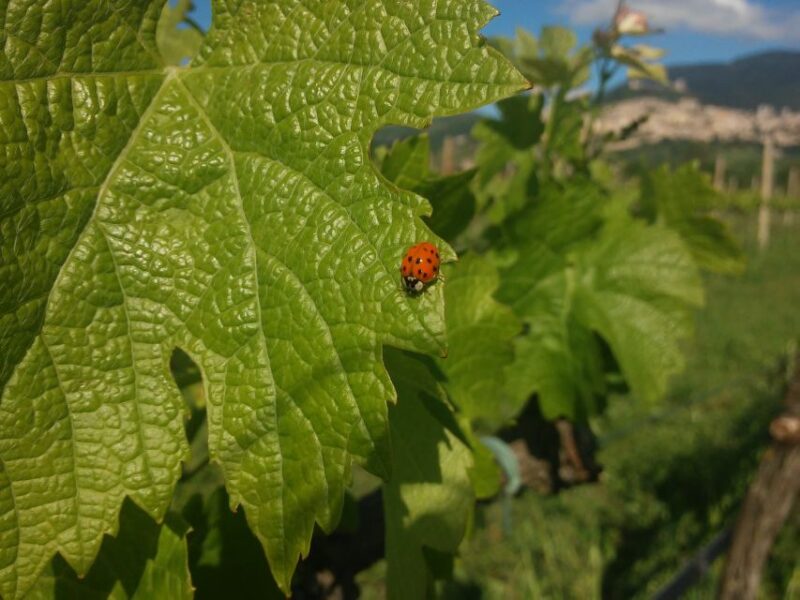 Pic nic Deluxe Assisi and wine tasting 5 wines - The Vineyard Walk and Learn about Viticulture