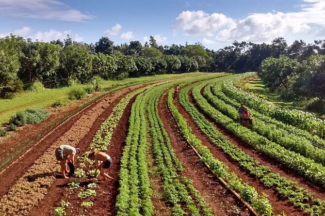 Pick and Taste Tropical Fruit - Pick and Taste Tropical Fruit: An Authentic Kauai Orchard Experience for Fruit Lovers