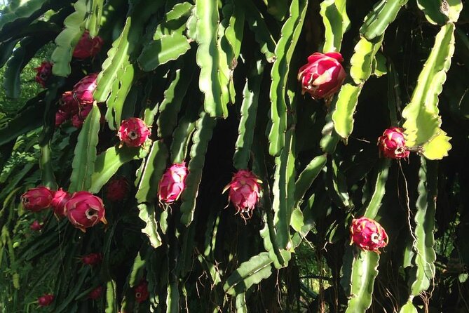 Pick and Taste Tropical Fruit - Over 50 Tropical Fruits in One Tour