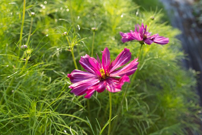 Pick Your Own Flowers on the Farm - The Sum Up: A Personal Touch in a Scenic Farm Setting
