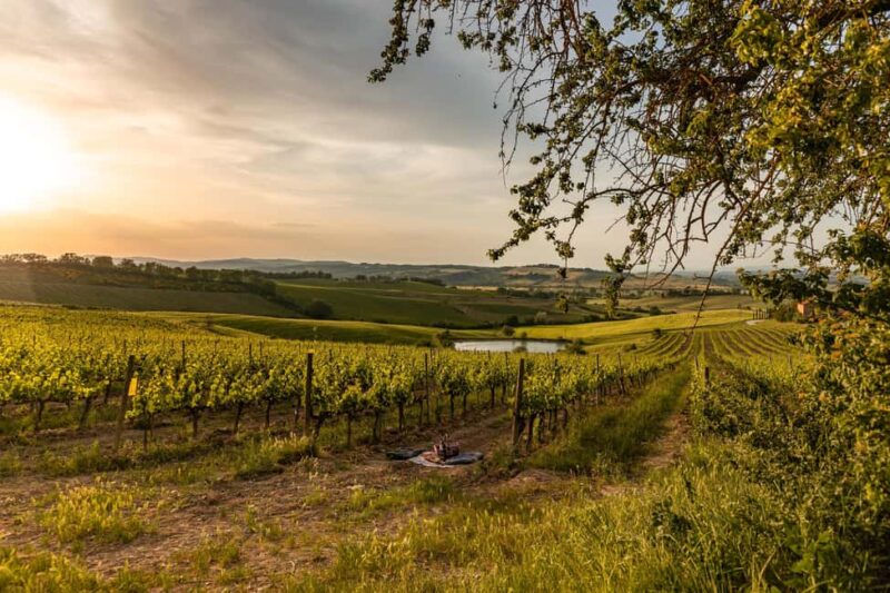 Picnic in vineyards with Bottle of Brunello di Montalcino - Experience a Private Picnic in the Heart of Tuscanys Vineyards