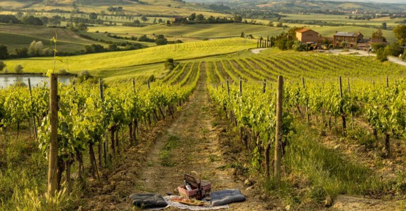 Picnic in vineyards with Bottle of Brunello di Montalcino - The Gourmet Tuscan Picnic: Flavors and Favorites