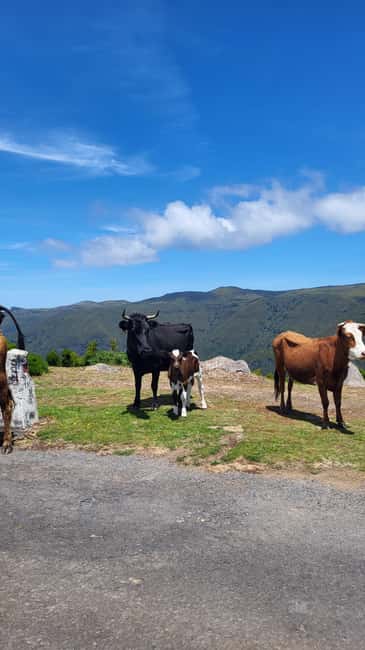 Pico Arieiro, Santana, São Lourenço & more  Full Day+PickUp - Tasting Madeira’s Traditions in Santana