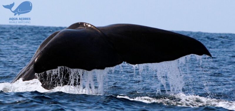 Pico Island: Azores Whale & Dolphin Watching on Zodiac Boat - Key Points