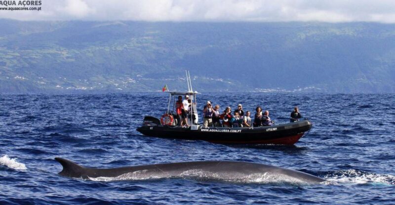 Pico Island: Azores Whale & Dolphin Watching on Zodiac Boat - Starting Point at Lajes do Pico Harbor
