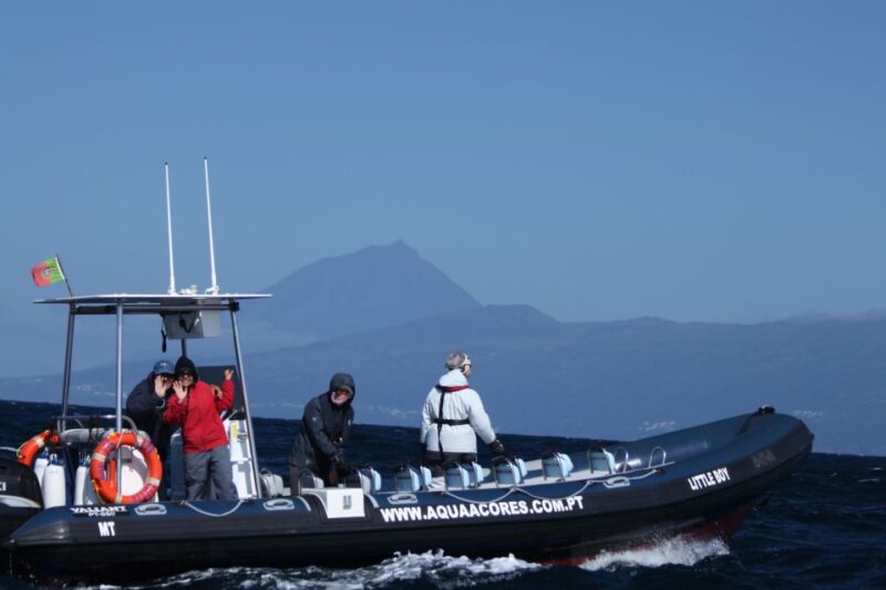 Pico Island: Azores Whale & Dolphin Watching on Zodiac Boat - Wildlife Spotting: Whales, Dolphins, and Turtles