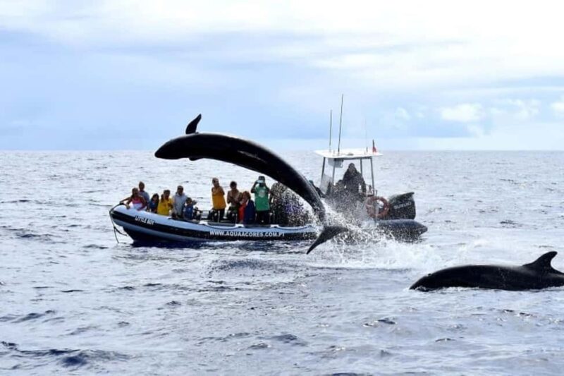 Pico Island: Azores Whale & Dolphin Watching on Zodiac Boat - Practical Tips for a Great Experience