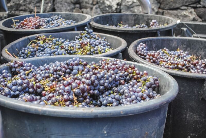 Pico Island: Full Day Wine Culture Tour - Discover Pico Island’s Unique Wine Culture on a Full-Day Tour