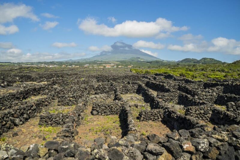 Pico Island: Full Day Wine Culture Tour - Practicalities: Group Size, Guides, and Cancellation Policy