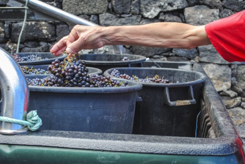 Pico Island: Full Day Wine Culture Tour - The Value of a Guided Wine Experience on Pico