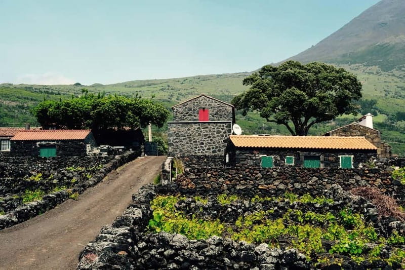 Pico island: highlights, wine tasting and local gastronomy - Traditional Lunch in a Natural Park Setting