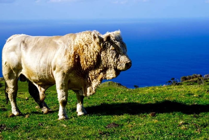 Pico island: highlights, wine tasting and local gastronomy - Frequently Asked Questions