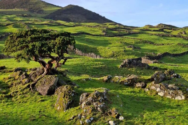 Pico Island: Private Highlights Tour - Exploring Pico’s Volcanic Highlands and Lakes