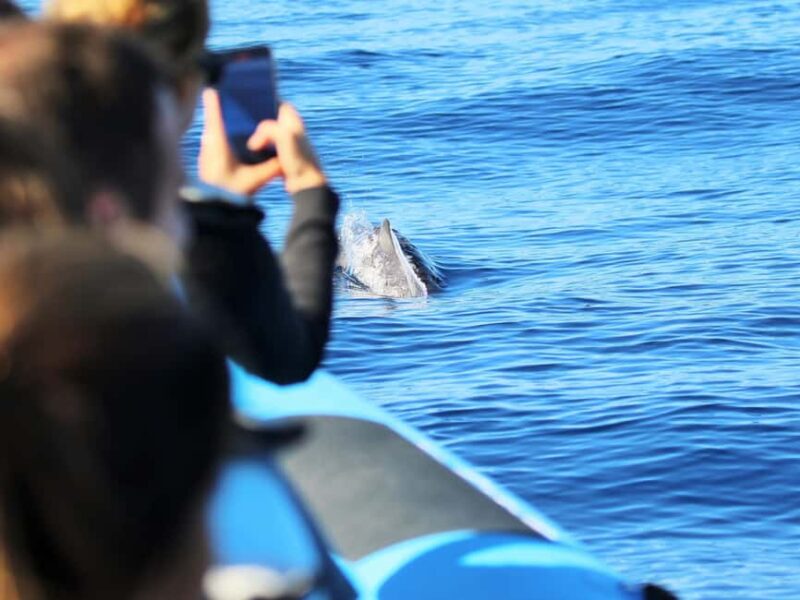 Pico Island: Whale Watching Experience from Lajes do Pico - The Zodiac Boat: Fast, Responsive, and Fun