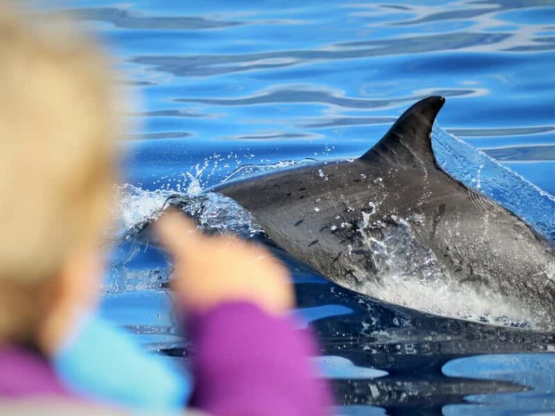 Pico Island: Whale Watching Experience from Lajes do Pico - Learning from Marine Biologists on Board